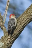 Red-bellied Woodpecker, Melanerpes carolinus
