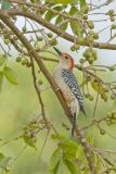 Red-bellied Woodpecker, Melanerpes carolinus
