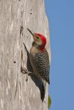 Red-bellied Woodpecker, Melanerpes carolinus