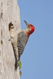 Red-bellied Woodpecker, Melanerpes carolinus