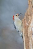 Red-bellied Woodpecker, Melanerpes carolinus