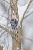 Red-bellied Woodpecker, Melanerpes carolinus