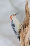 Red-bellied Woodpecker, Melanerpes carolinus