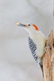 Red-bellied Woodpecker, Melanerpes carolinus