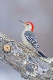 Red-bellied Woodpecker, Melanerpes carolinus