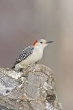 Red-bellied Woodpecker, Melanerpes carolinus