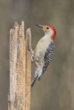 Red-bellied Woodpecker, Melanerpes carolinus