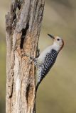 Red-bellied Woodpecker, Melanerpes carolinus