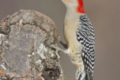 Red-bellied Woodpecker, Melanerpes carolinus