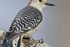 Red-bellied Woodpecker, Melanerpes carolinus