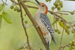 Red-bellied Woodpecker, Melanerpes carolinus