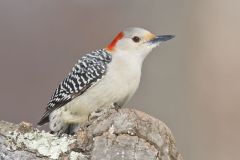 Red-bellied Woodpecker, Melanerpes carolinus