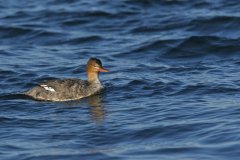 Red-breasted Merganser, Mergus serrator
