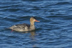 Red-breasted Merganser, Mergus serrator