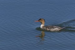 Red-breasted Merganser, Mergus serrator