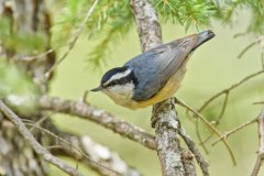 Red-breasted Nuthatch, Sitta canadensis