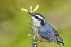 Red-breasted Nuthatch, Sitta canadensis