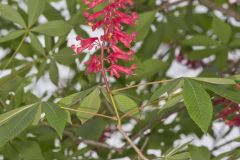 Red Buckeye, Aesculus pavia