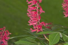 Red Buckeye, Aesculus pavia