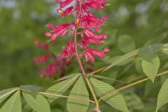 Red Buckeye, Aesculus pavia