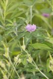 Red Clover, Trifolium pratense