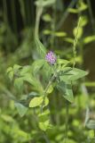Red Clover, Trifolium pratense