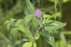 Red Clover