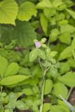 Red Clover, Trifolium pratense
