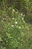 Red Clover, Trifolium pratense