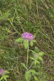 Red Clover, Trifolium pratense