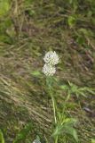 Red Clover, Trifolium pratense