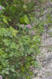 Red Clover, Trifolium pratense