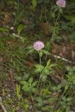 Red Clover, Trifolium pratense