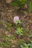 Red Clover, Trifolium pratense
