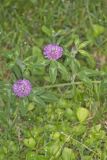 Red Clover, Trifolium pratense