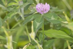 Red Clover, Trifolium pratense