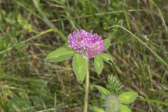 Red Clover, Trifolium pratense