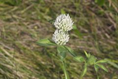 Red Clover, Trifolium pratense