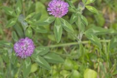 Red Clover, Trifolium pratense