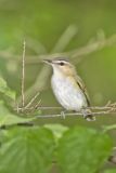 Red-eyed Vireo, Vireo olivaceus