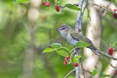Red-eyed Vireo, Vireo olivaceus