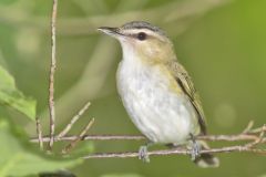 Red-eyed Vireo, Vireo olivaceus