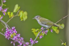 Red-eyed Vireo, Vireo olivaceus