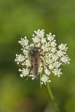 Red-Footed Cannibalfly, Promachus rufipes