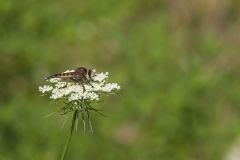 Robber Flies