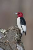 Red-headed Woodpecker, Melanerpes erythrocephalus