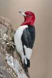 Red-headed Woodpecker, Melanerpes erythrocephalus