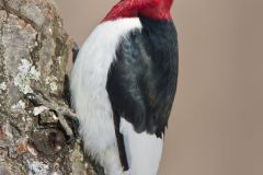 Red-headed Woodpecker