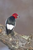 Red-headed Woodpecker, Melanerpes erythrocephalus
