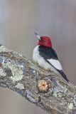 Red-headed Woodpecker, Melanerpes erythrocephalus